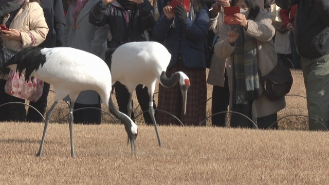 岡山後楽園　3日