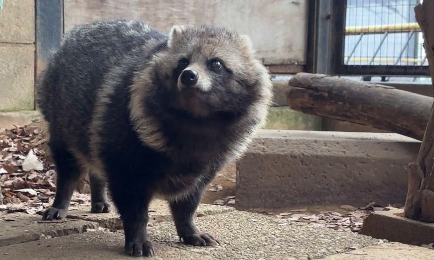 人気を集めているホンドタヌキのゲンマイ（川崎市夢見ケ崎動物公園提供）