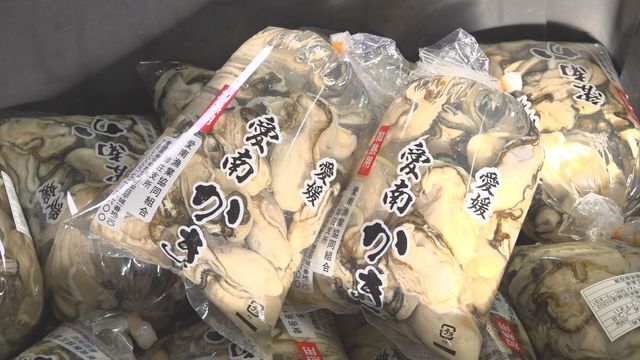 出荷が最盛期を迎えている愛南町の養殖カキ