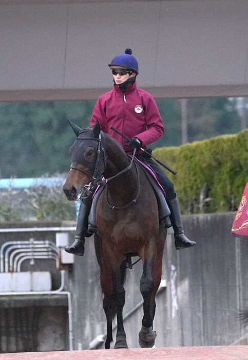 坂井瑠星騎手を背に1週前追い切りを行ったマイエレメント＝栗東トレセン（撮影・岩川晋也）