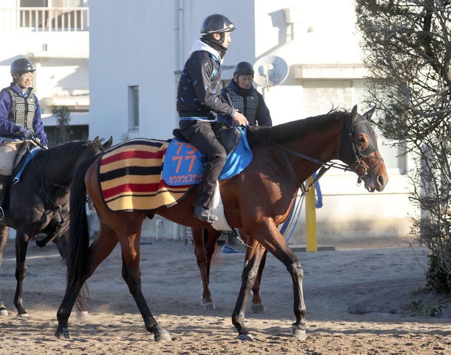 ホウオウビスケッツはトップハンデ59.5キロの克服が鍵