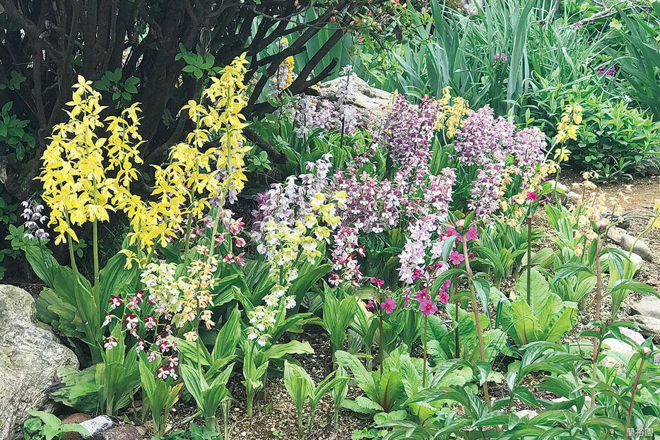 好みの花色を組み合わせて庭の一角に。条件が悪くなければ毎年花を咲かせてくれる。（写真提供／蘭裕園）