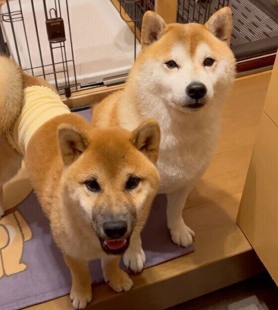 （写真左から）弟犬・恋之介くん、菊次郎くん