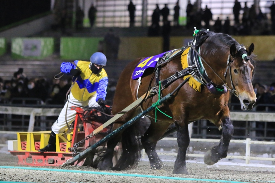 帯広記念・コウテイと西将太騎手 (C)ばんえい十勝