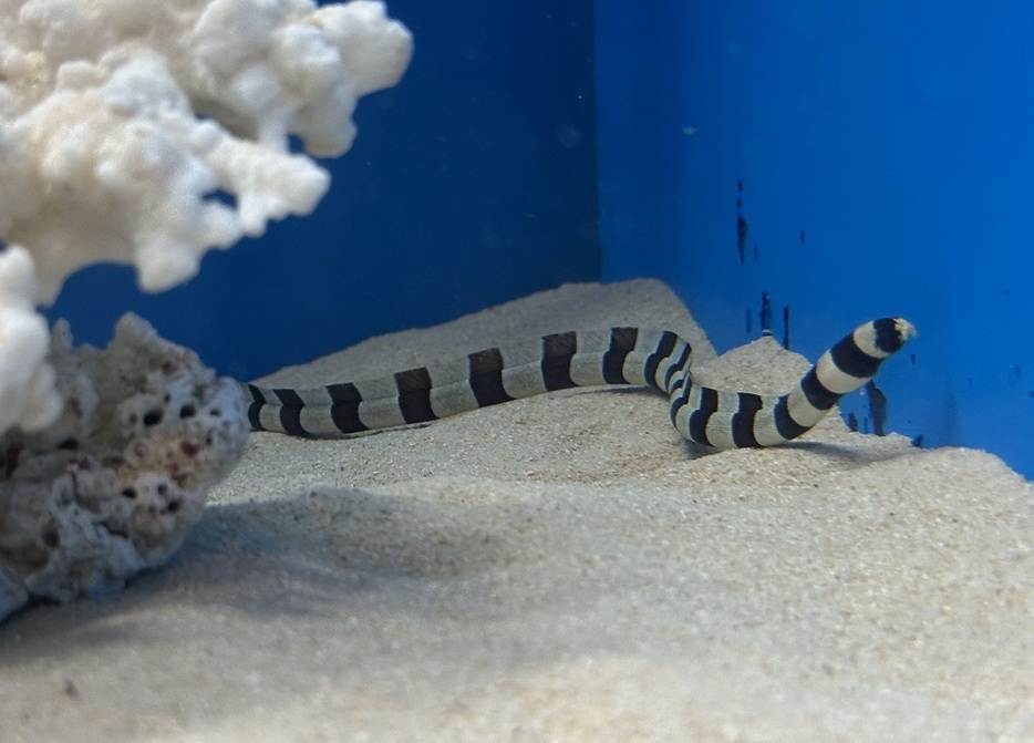 ヘビのような見た目ですばしっこい魚類のシマウミヘビ＝長崎ペンギン水族館