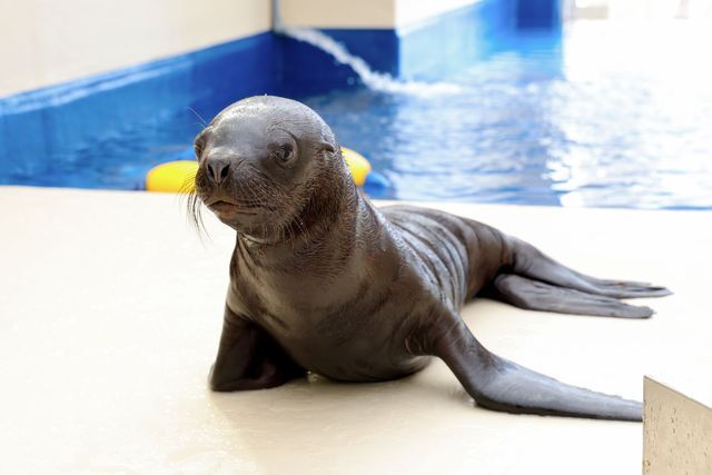 オタリアの「むぎ」（２０２４年１０月３０日撮影、鳥羽水族館提供）