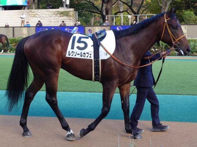 連勝を狙うルクソールカフェ(24年11月撮影、ユーザー提供：オバケニキさん)