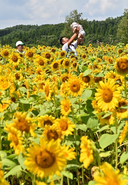 南郷地区のひまわり畑