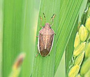 調査中に発見したイネカメムシ（群馬県館林市で）