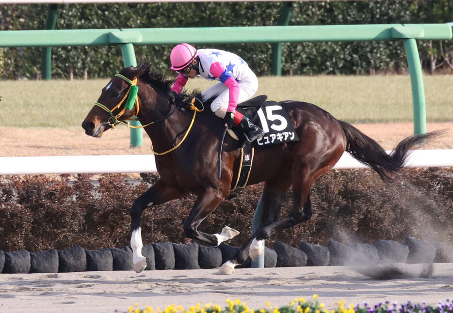 招福Sを制したピュアキアンと吉田豊騎手（撮影・柴田隆二）