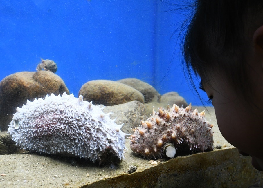 展示されている白いマナマコ（左）。右は通常見られる赤褐色のマナマコ＝出雲市園町、島根県立宍道湖自然館ゴビウス