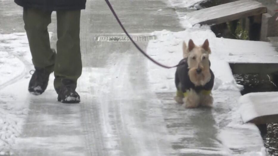 防寒対策をする犬 岐阜県高山市 2025年1月9日午前8時ごろ