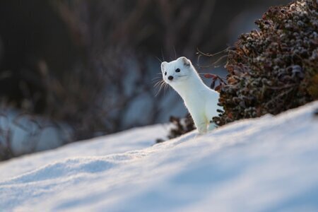 Snorre Hatlestad Roberg/istockphoto.com