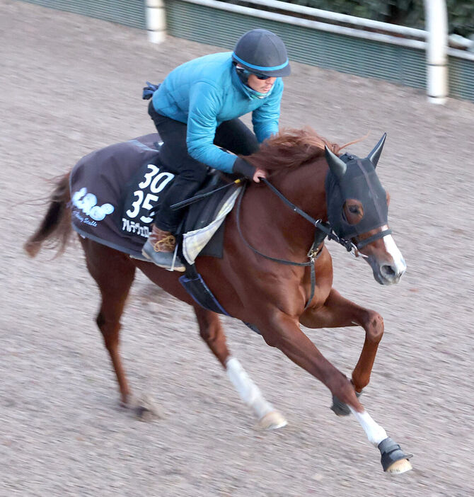 坂路で調整するアルテヴェローチェ