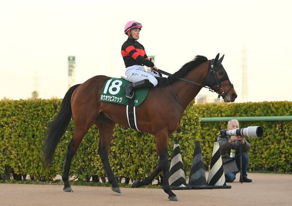 中山金杯で9着に敗れたホウオウビスケッツ＝5日、中山競馬場（撮影・奈良武）