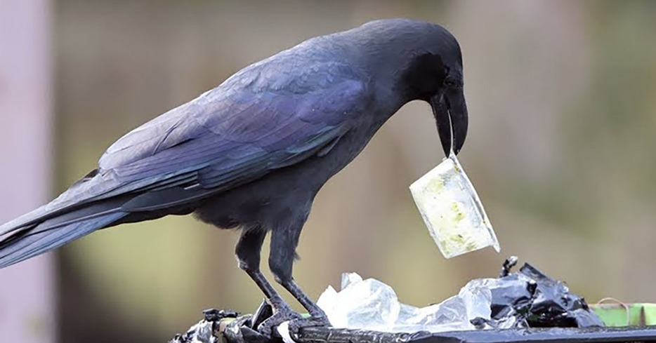 “ハシブトガラス”を狙撃して食べてみたら……