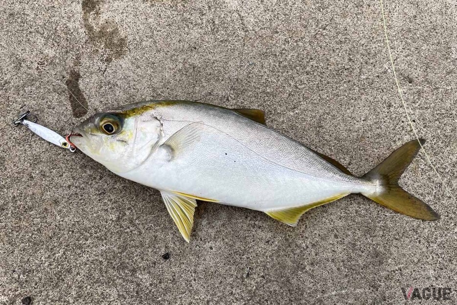 SLSJで釣れたカンパチの幼魚の「ショゴ」