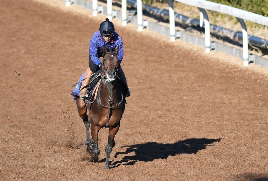 キングノジョー＝1月8日、美浦トレセン（撮影・菅原和彦）