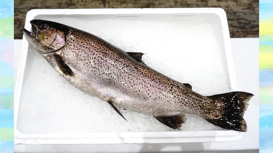 山梨県のブランド魚「富士の介」