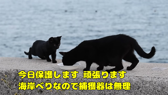 子猫を保護します