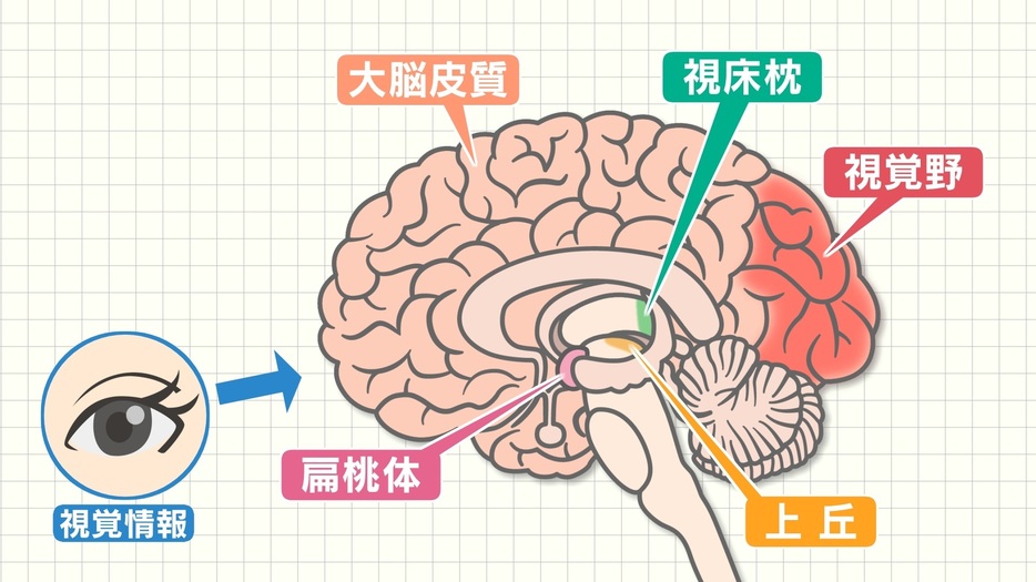 脳が視覚情報を処理するイメージ。大脳皮質の視覚野から順次処理するが、「脅威」は上丘から視床枕を通して扁桃体に早く伝わる