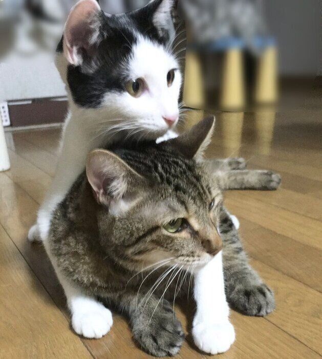 （写真上から）こまちちゃん、先住猫・まろちゃん。こまちちゃんのお転婆っぷりがわかる一枚！