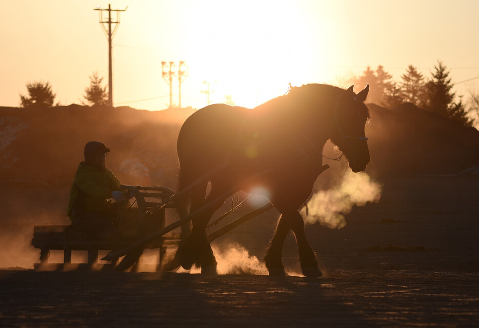 「ばんえい競馬」が開催されている帯広競馬場（北海道帯広市）で氷点下の中、「ばん馬」の朝調教が行われている。太陽が昇り始めると、鉄製のそりを引くばん馬の力強いシルエットが浮かび上がった＝８日