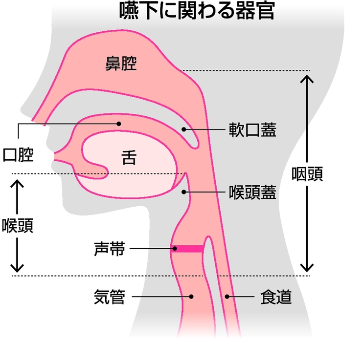 食べたものを飲み込む機能に関わる器官