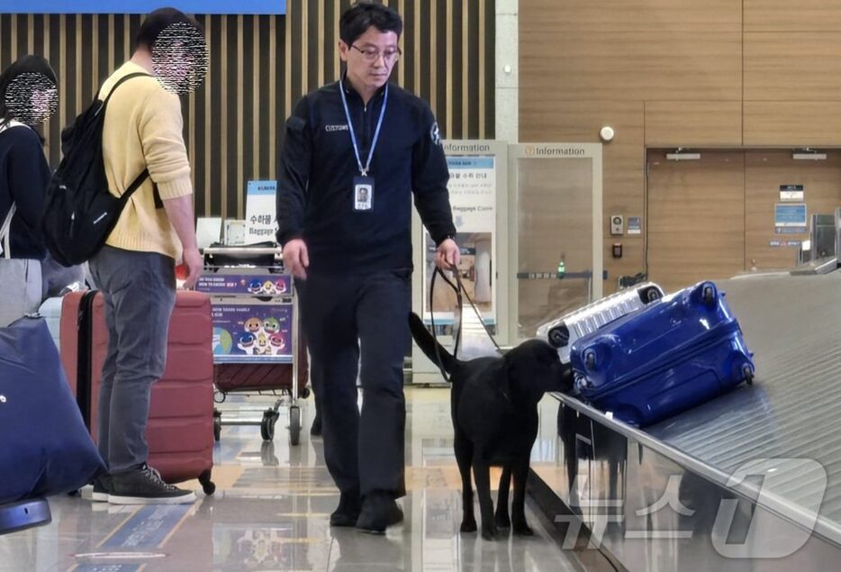 仁川空港第2ターミナルで荷物を探知する麻薬探知犬カレンとハンドラーのヤン・ギルナム主任＝仁川空港税関提供(c)news1