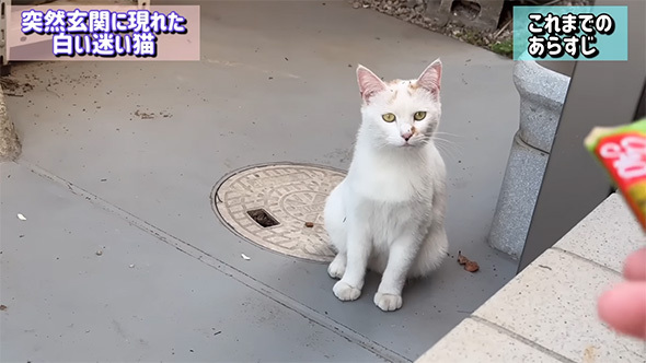 ある日突然現れた白い迷い猫