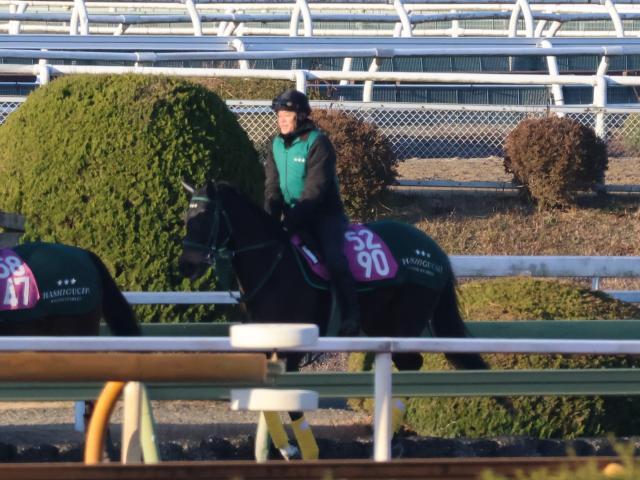 帰厩したダノンフェアレディ(撮影：井内利彰)