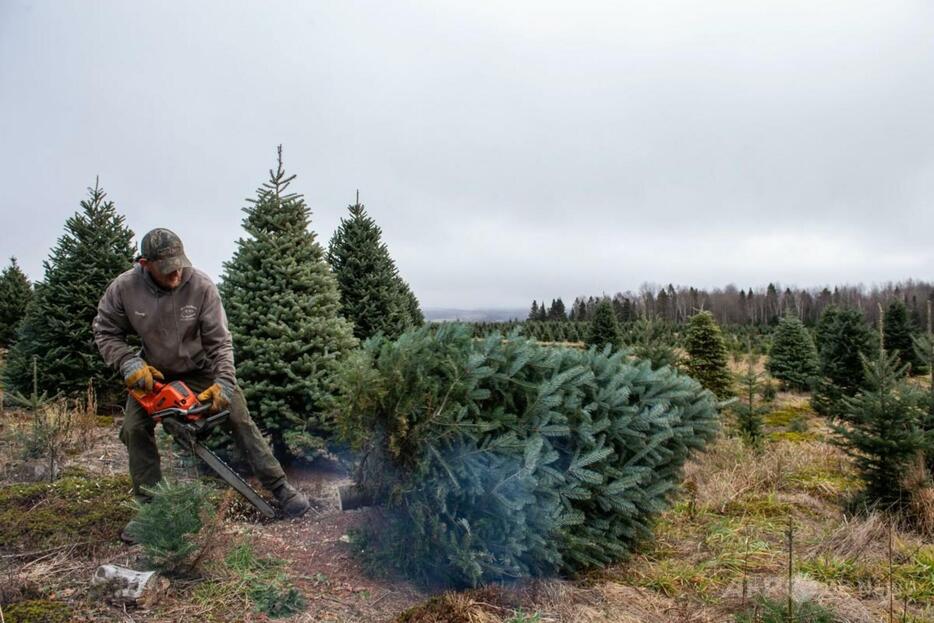 米ニューハンプシャー州コールブルックの農場で、クリスマスツリー用の木を切り倒す作業員（2024年11月20日撮影、資料写真）。【翻訳編集】 AFPBB News