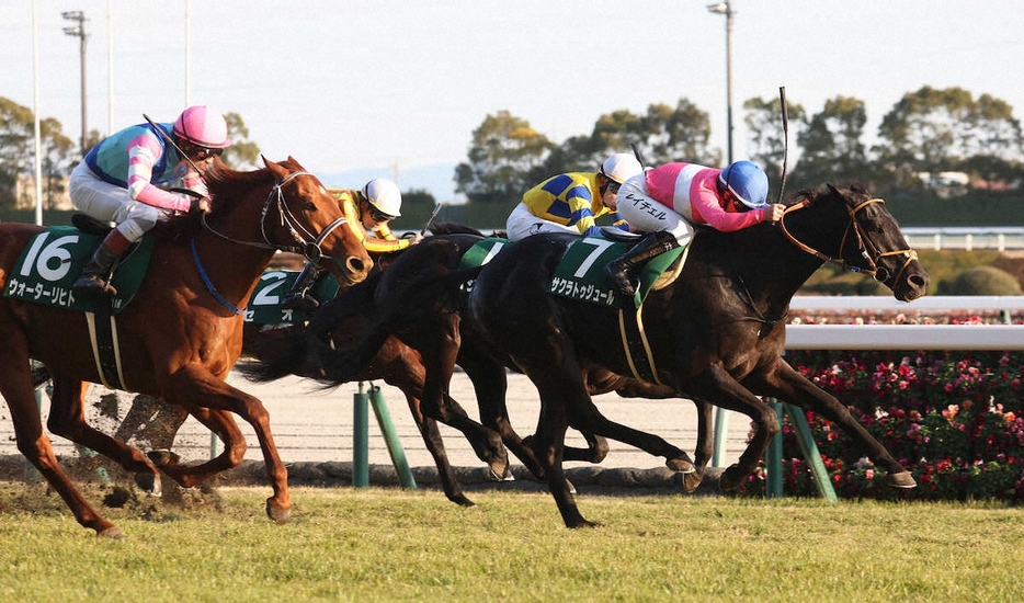 ＜京都金杯＞ゴール前で抜け出し勝利するサクラトゥジュール（撮影・亀井　直樹）　