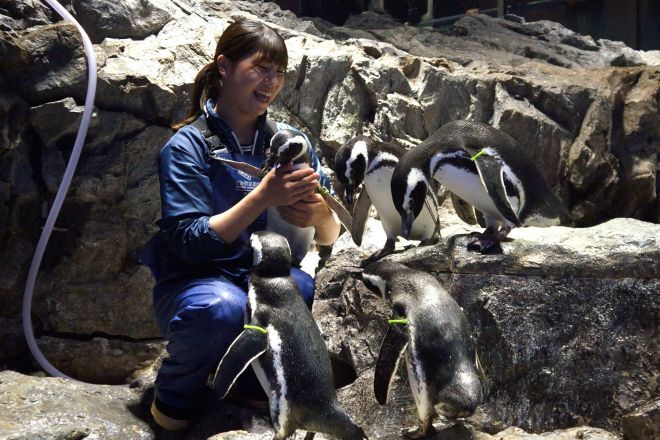 すみだ水族館で働く山口さん。飼育エリアに入るとペンギンたちが集まってきて、ふだんはひとりで過ごすことが多いというシャイな「あずま」も近寄ってきました＝水野梓撮影