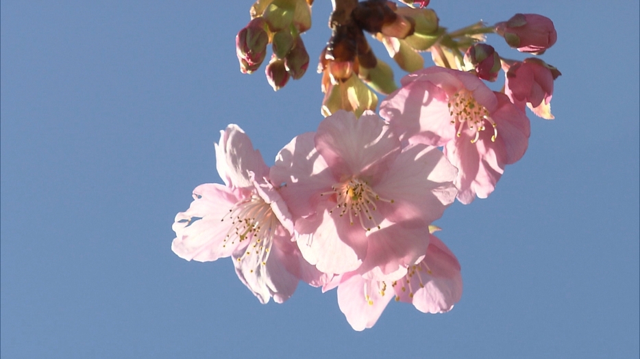 河津桜