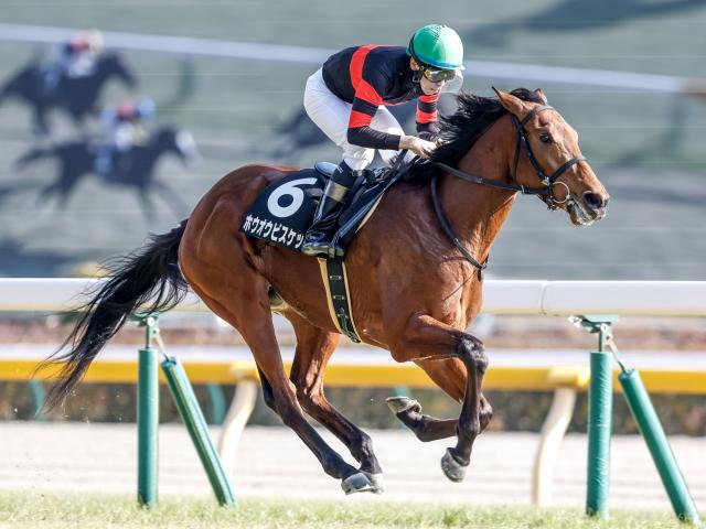 中山金杯に出走予定のホウオウビスケッツ(撮影：下野雄規)