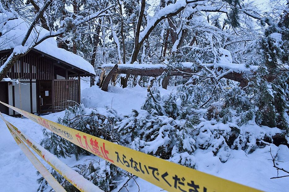 雪の重みで根元から倒れたマツ＝3日午後、弘前公園ピクニック広場付近