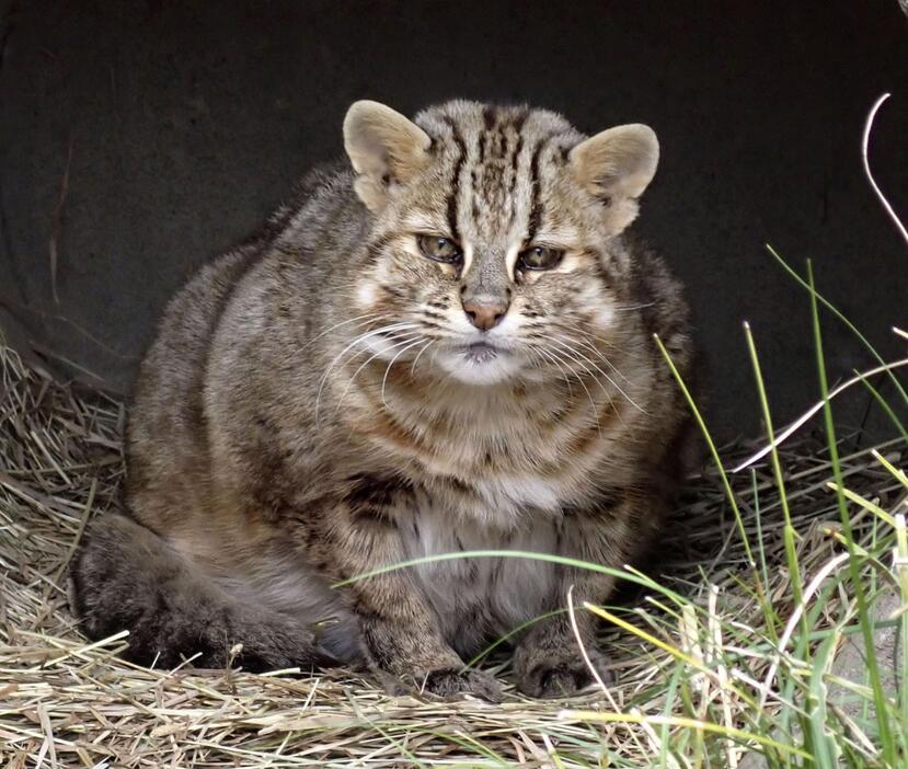 ツシマヤマネコの「もも」（東京動物園協会提供）