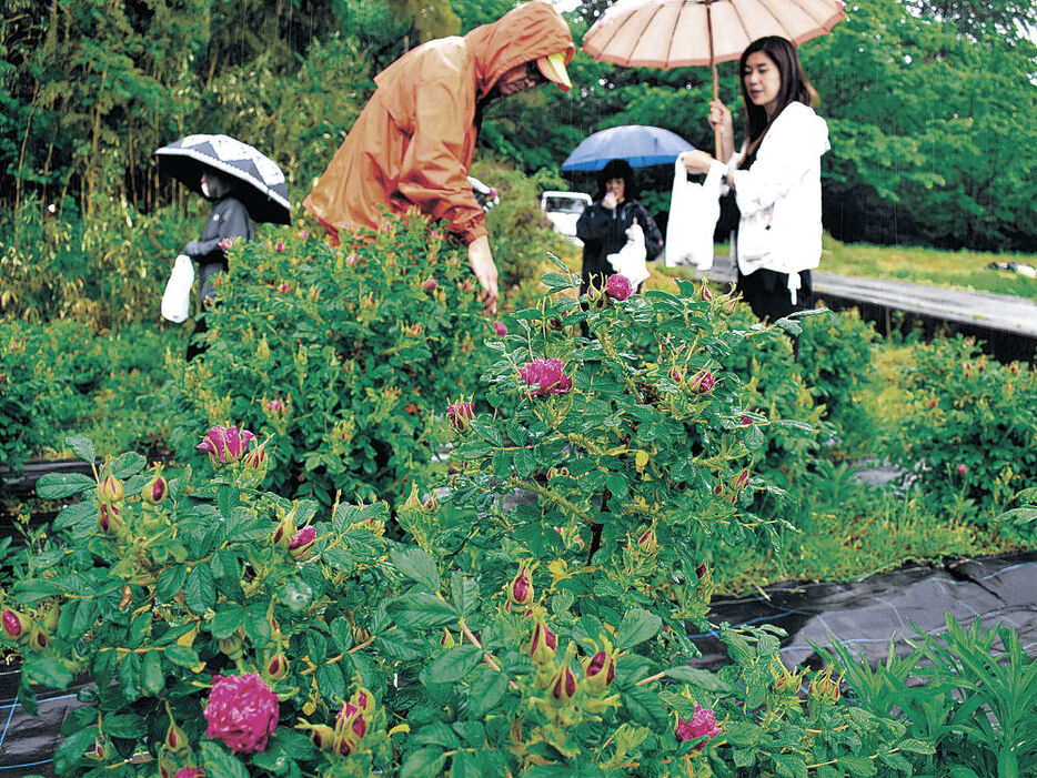 食香バラが咲く畑＝昨年５月、射水市水戸田