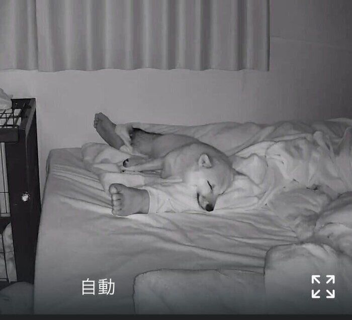 「飼い主の脚を枕にする柴犬」