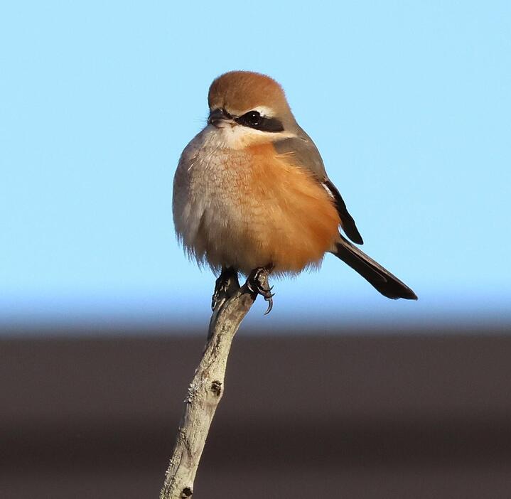 寒さに対応するためモフモフに膨らんだ野鳥のモズ。”厚着”で冬を乗り切って＝2025年1月7日午後3時46分、兵庫県丹波篠山市内で