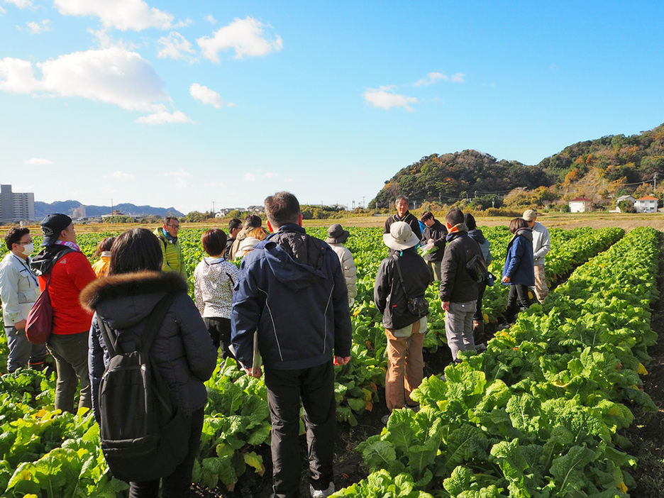 食用ナバナのほ場を見学する参加者＝南房総