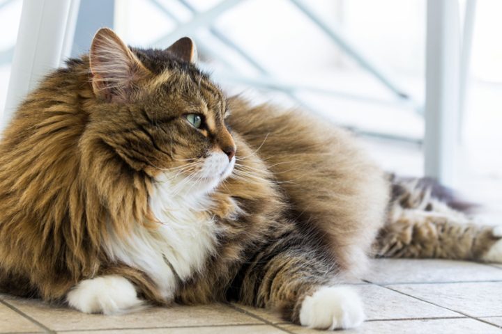 「猫の糖尿病」、飼い主は何に気をつけるべきか（写真／イメージマート）