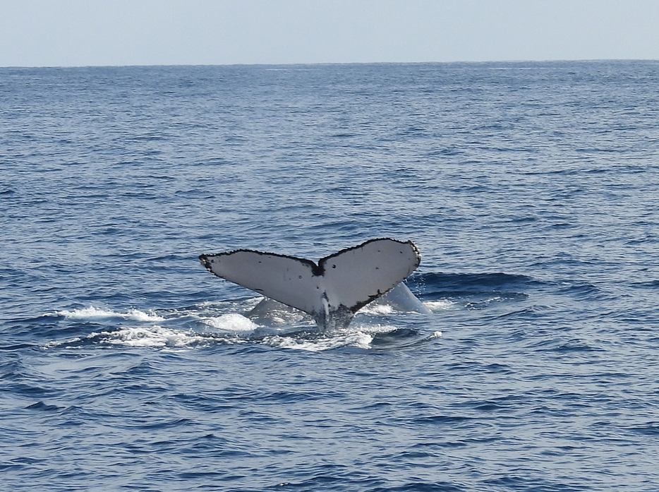 ザトウクジラは尾びれ腹側の黒白模様や傷などで個体識別される（白＝10㍍）