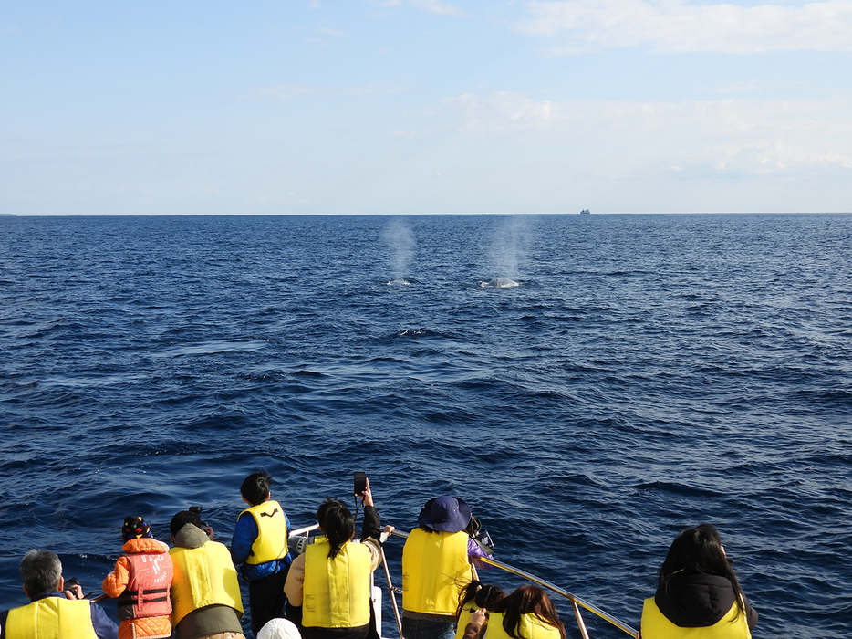 船の間近で2頭同時に「ブロー」（5日、小湊沖合8㌔）