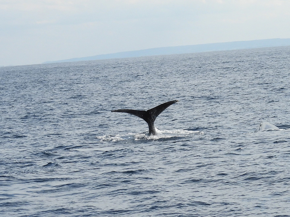 ザトウクジラは尾びれ腹側の黒白模様や傷などで個体識別される（黒＝12㍍）