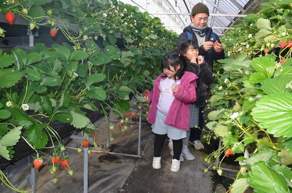 「おいしい」と笑顔がはじける家族連れ（花の海で）