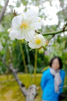 咲き始めの梅の花を見る来園者＝７日、那覇市・福州園（竹花徹朗撮影）