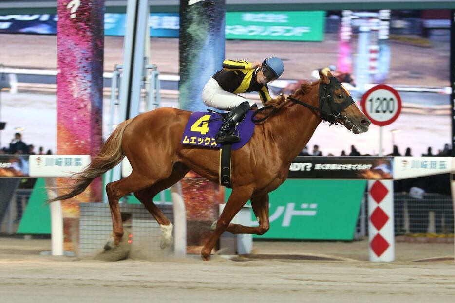 川崎マイラーズを制したムエックス＝川崎競馬場（撮影・大貫師男）