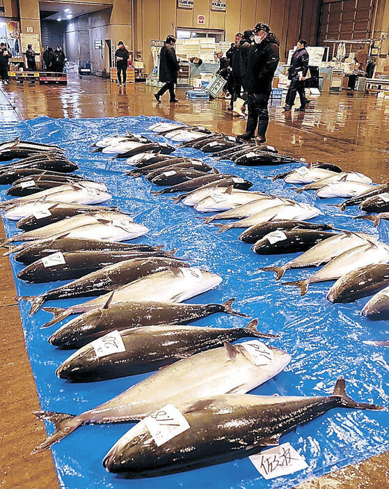 七尾沖で水揚げされたブリ=七尾市公設地方卸売市場